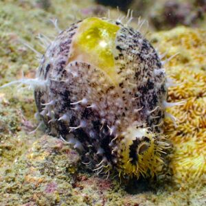 Money Cowrie - Alage Eaters