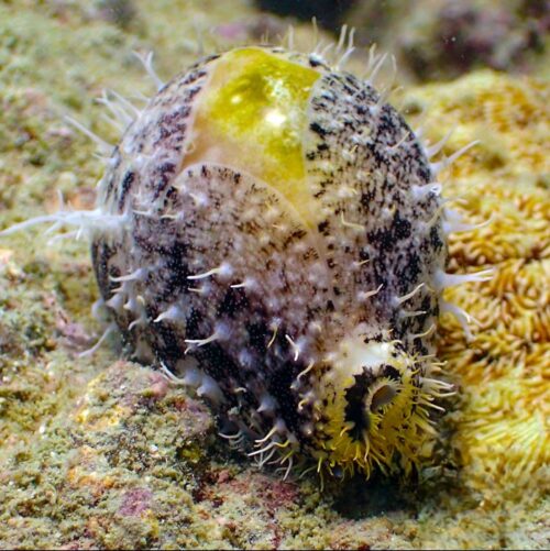 Money Cowrie - Alage Eaters