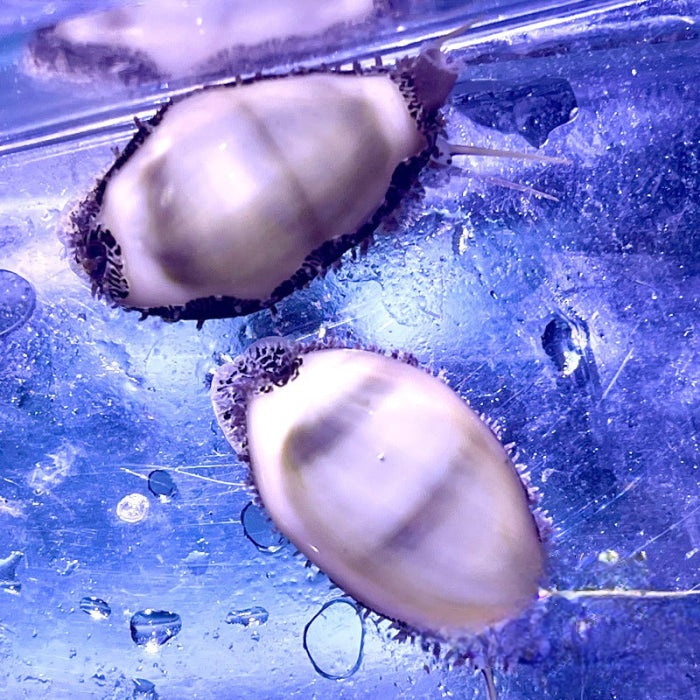 Money Cowrie - Alage Eaters