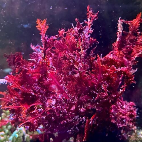 corals-anonymous-macroalgae-budget-frag-1-2-red-feather-fern-macroalgae-40196807885026_1080x Red Feather Fern Macroalgae Frag 1-3"
