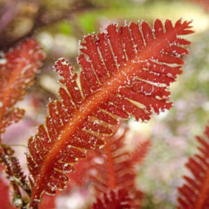 corals-anonymous-macroalgae-budget-frag-1-2-red-feather-fern-macroalgae-43321682034914_1080x Red Feather Fern Macroalgae Frag 1-3"