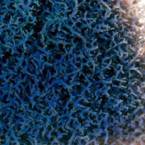corals-anonymous-macroalgae-budget-frag-1-frag-blue-hypnea-macroalgae-special-deal-40199460192482_1080x Blue Hypnea Macroalgae 1-3"