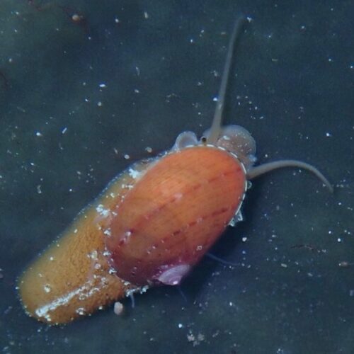 Stomatella Snails