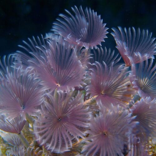 Feather Duster Fan Worm