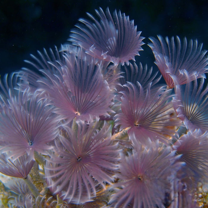 Feather Duster Fan Worm