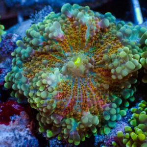 Red Charm Yuma Mushroom