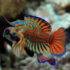 Red Mandarin Dragonet (Frozen Food Trained) (Synchiropus splendidus)