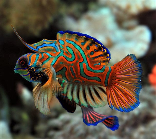 Red Mandarin Dragonet (Frozen Food Trained) (Synchiropus splendidus)