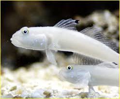 fgowh400aa (1) White Sand Sifting Goby