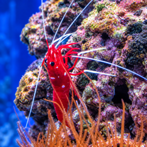 file_000000007efc81f58463e9de3d9a7af2 Blood Fire Shrimp (Lysmata debelius)