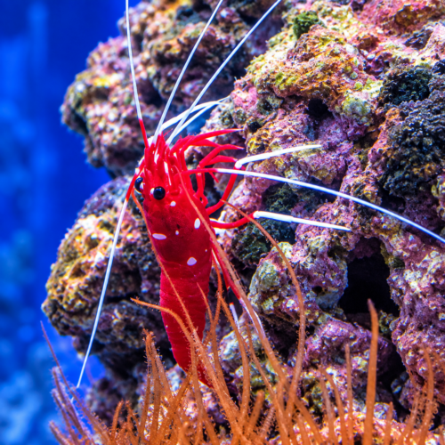 Blood Fire Shrimp (Lysmata debelius)