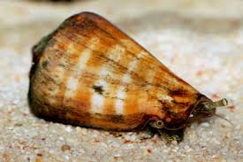 Tiger Conch - Amazing Sand Sifters!