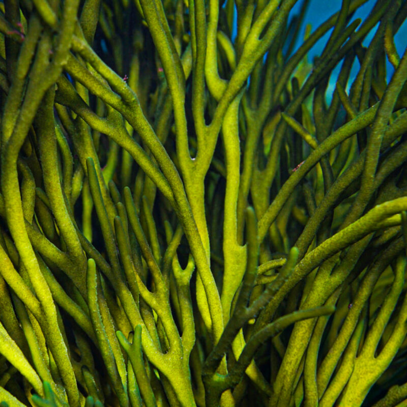 upscaled_image_1_1080x Codium Green Seaweed Macroalgae Frag 1-3"