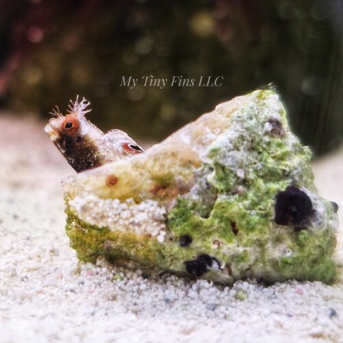 Spineyhead Blenny