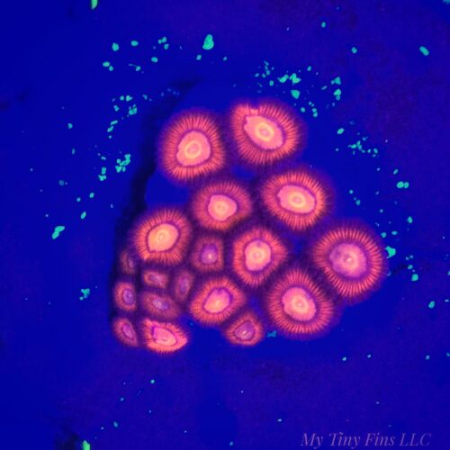 Ultra Zoanthids - WYSIWYG