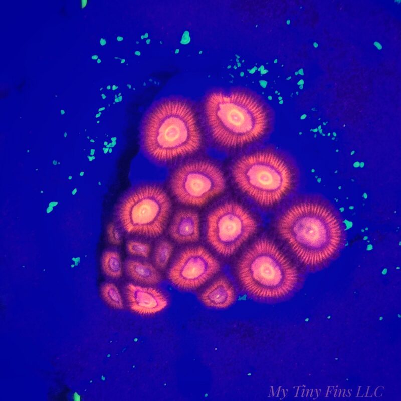 1000203685 Ultra Zoanthids - WYSIWYG
