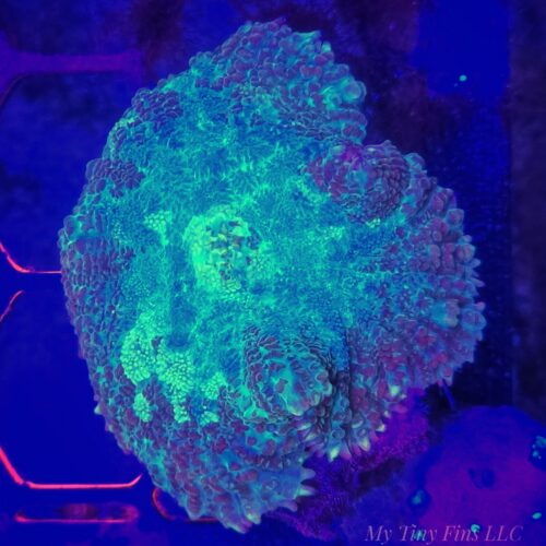 Green Camo Rhodactis Mushroom