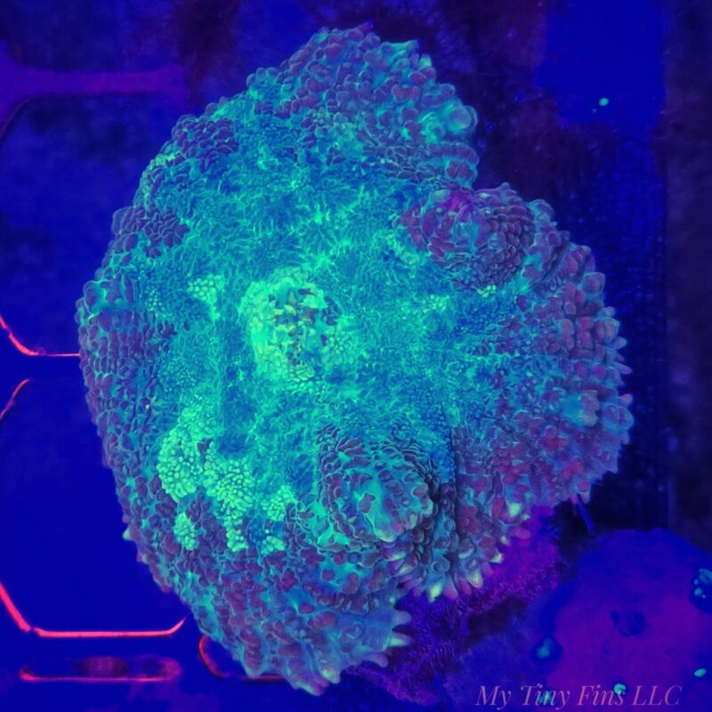 1000203702 Green Camo Rhodactis Mushroom