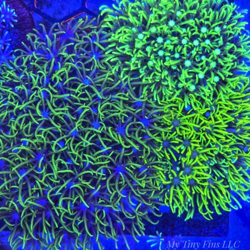 Super Neon Green Star Polyp Frag (GSP)