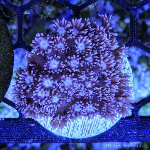 Purple Goniapora