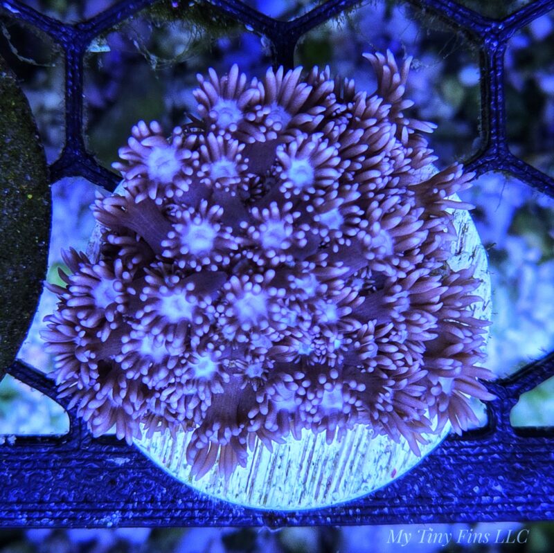 Purple Goniapora