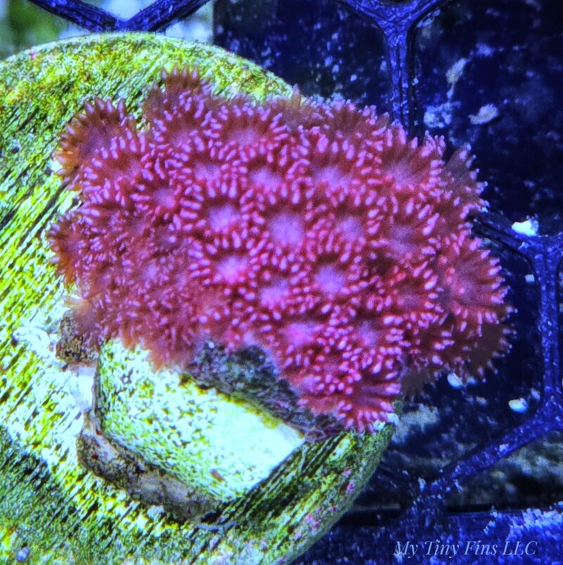 1000203731 Pink Short Polyp Goniopora Coral