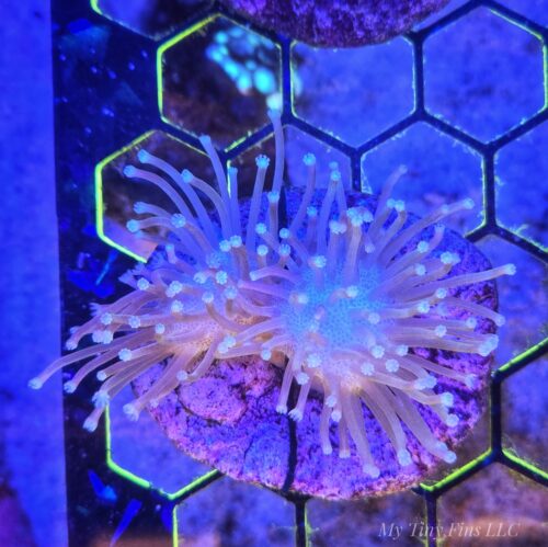 Long Polyp Toadstool Leather Coral