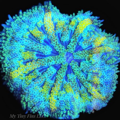 Ultra Mini Carpet Anemone - WYSIWYG