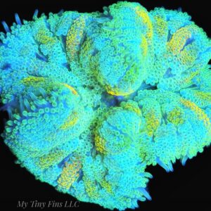 Ultra Mini Carpet Anemone – WYSIWYG