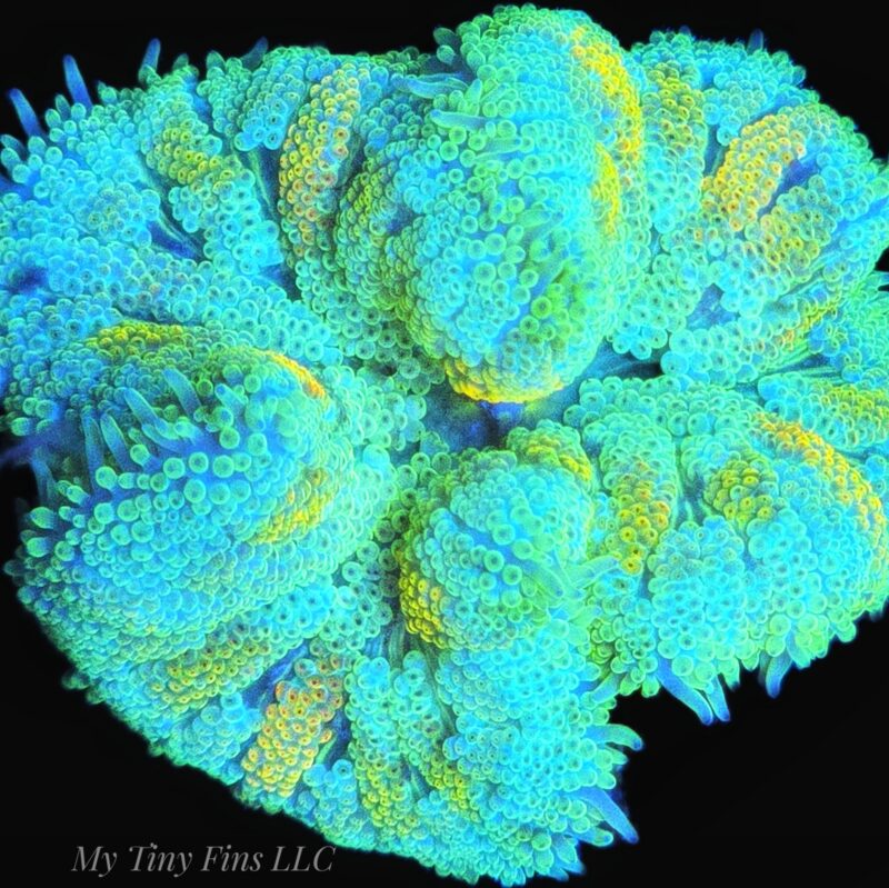 Ultra Mini Carpet Anemone – WYSIWYG