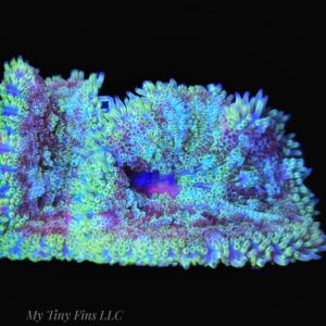 Ultra Mini Carpet Anemone - WYSIWYG