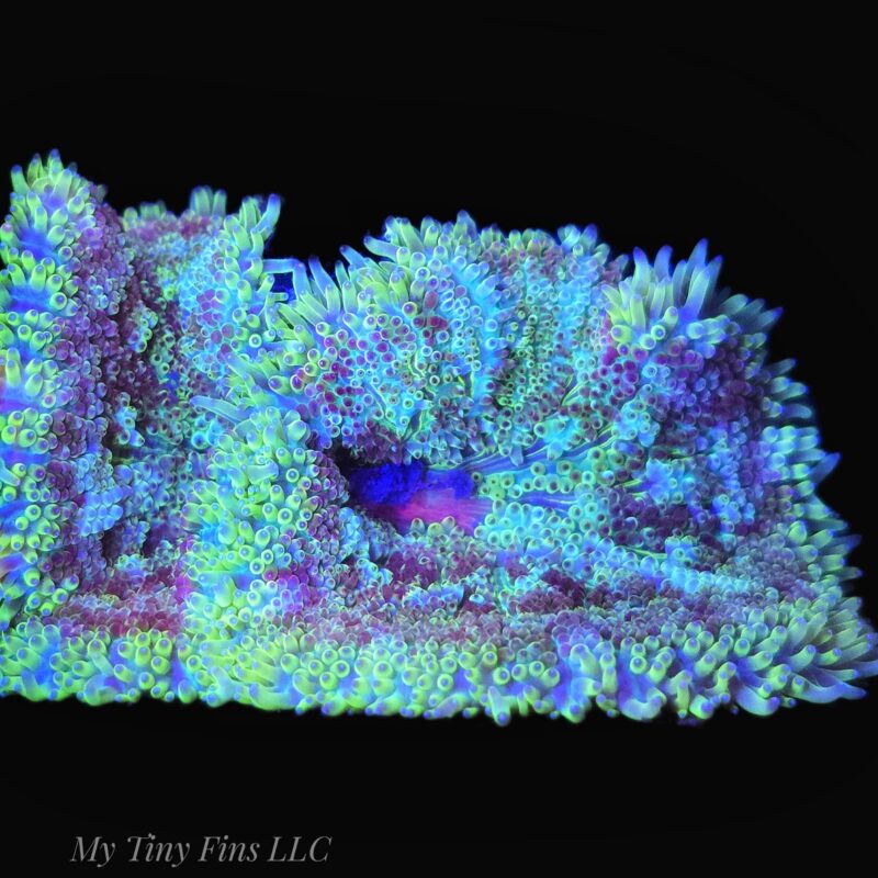 Ultra Mini Carpet Anemone - WYSIWYG