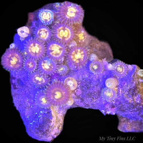 Mini Zoanthid Colony - WYSIWYG
