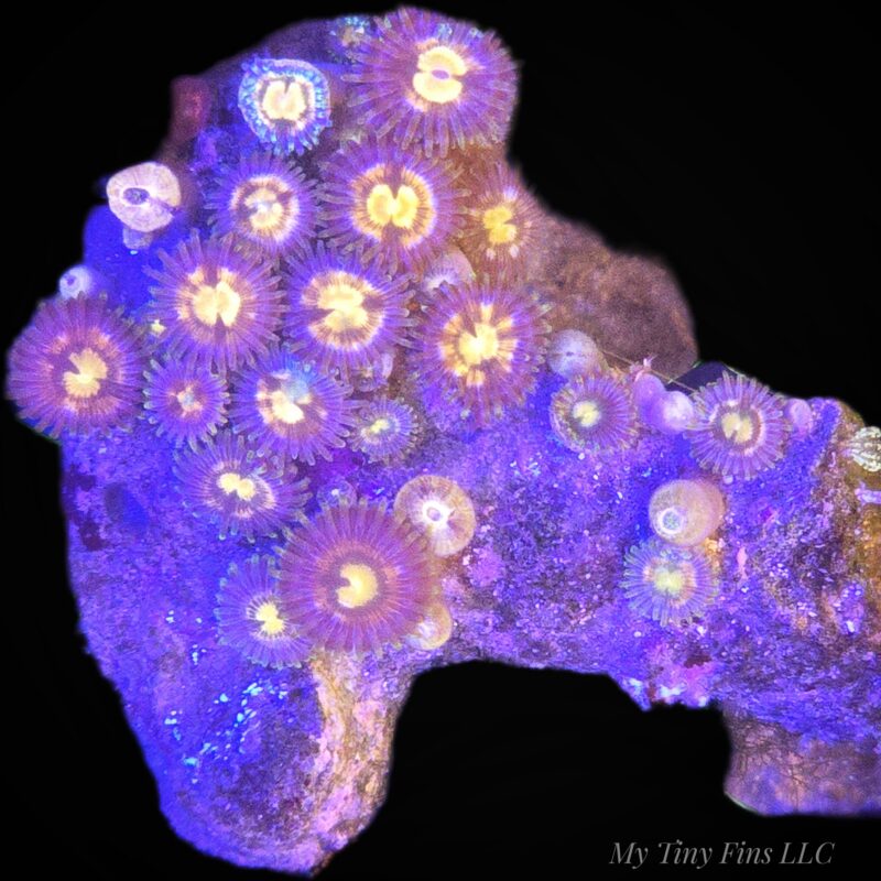 1000205696 Mini Zoanthid Colony - WYSIWYG