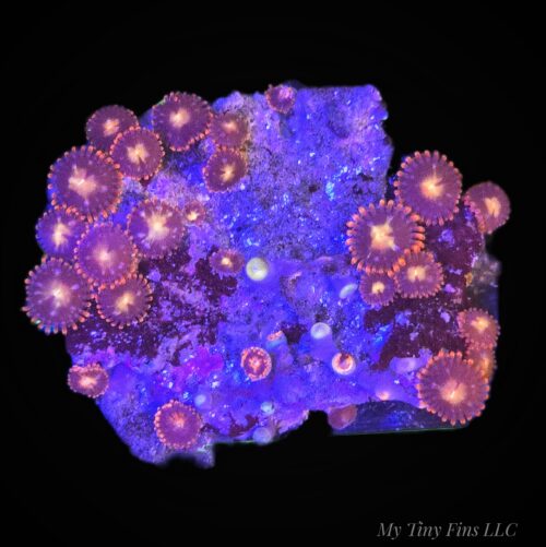 Mini Zoanthid Colony - WYSIWYG