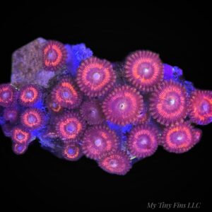 1000205698 Mini Zoanthid Colony — WYSIWYG