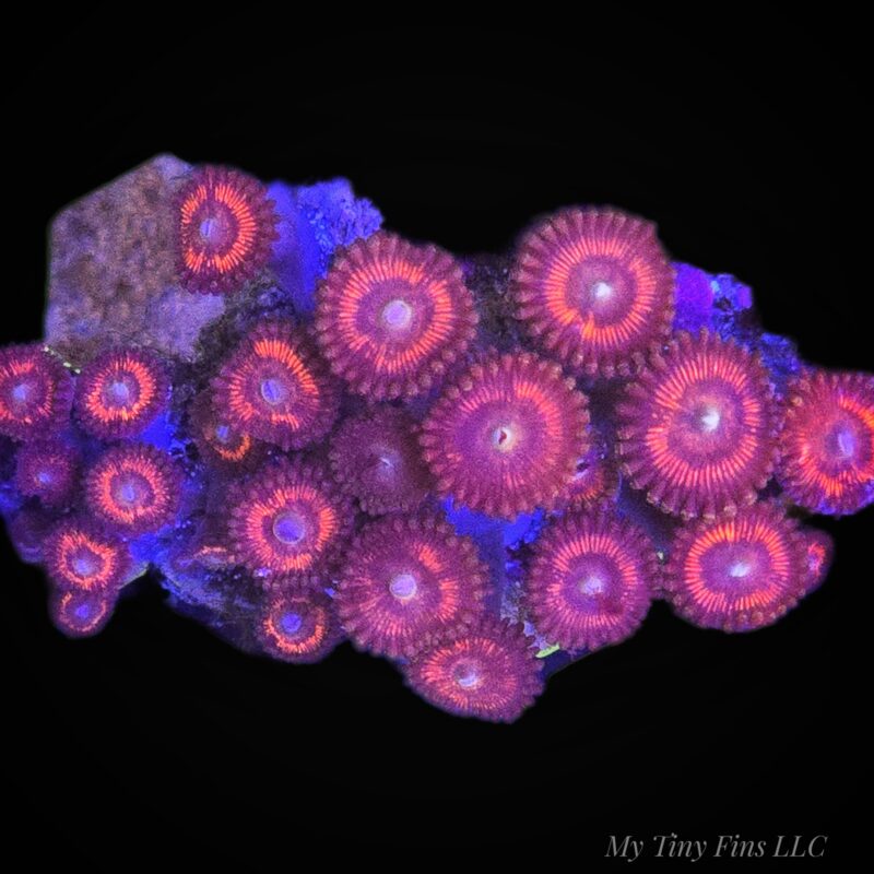 1000205698 Mini Zoanthid Colony — WYSIWYG