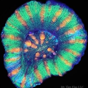 1000205703 Mini Scolymia - WYSIWYG