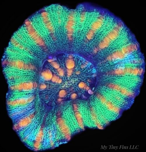 Mini Scolymia - WYSIWYG