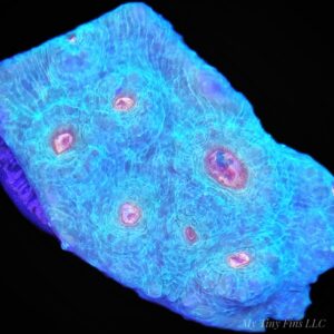 1000205710 Orange Eye Chalice Coral — WYSIWYG