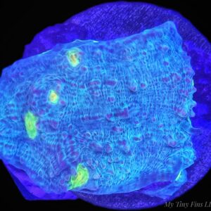 Avatar Chalice Coral — WYSIWYG