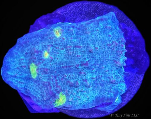 Avatar Chalice Coral — WYSIWYG