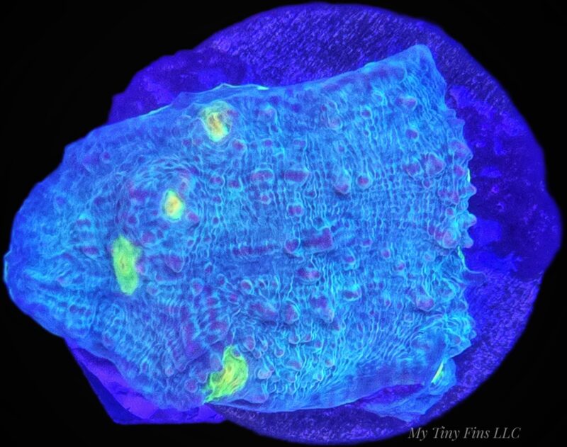 Avatar Chalice Coral — WYSIWYG