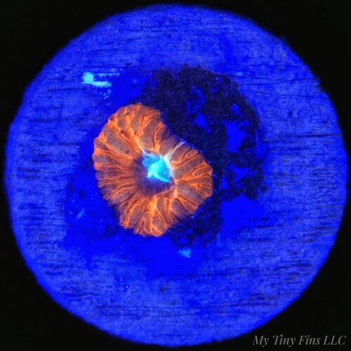 Black Widow Blastomussa Merletti — 1 Polyp — WYSIWYG