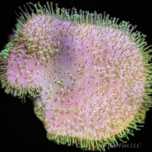 Green Polyp Leather Toadstool – Big Frag