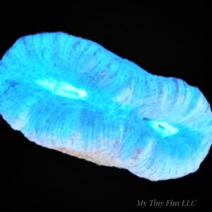Green Candy Cane, Trumpet Coral
