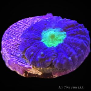 Green Center Lobophylia - WYSIWYG