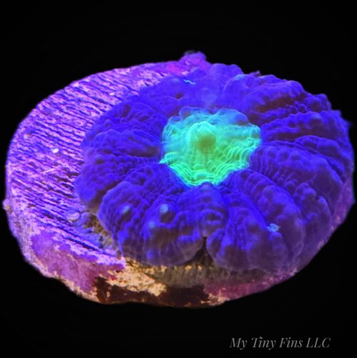 Green Center Lobophylia - WYSIWYG