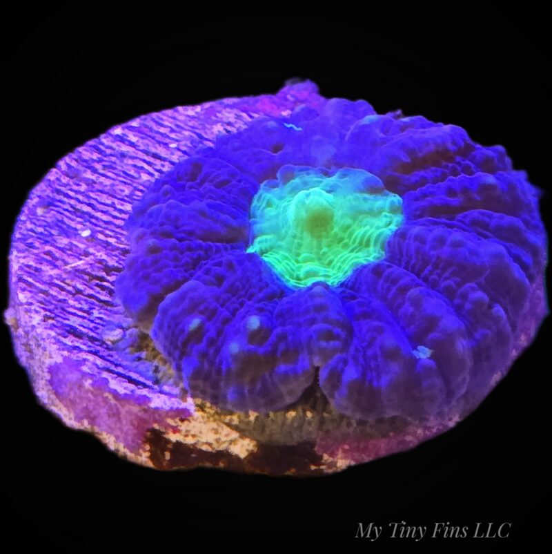 Green Center Lobophylia - WYSIWYG