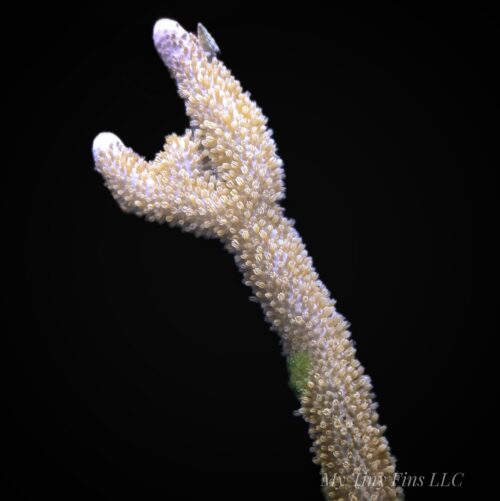 Giant Slit Pore Photosynthetic Gorgonian - WYSIWYG